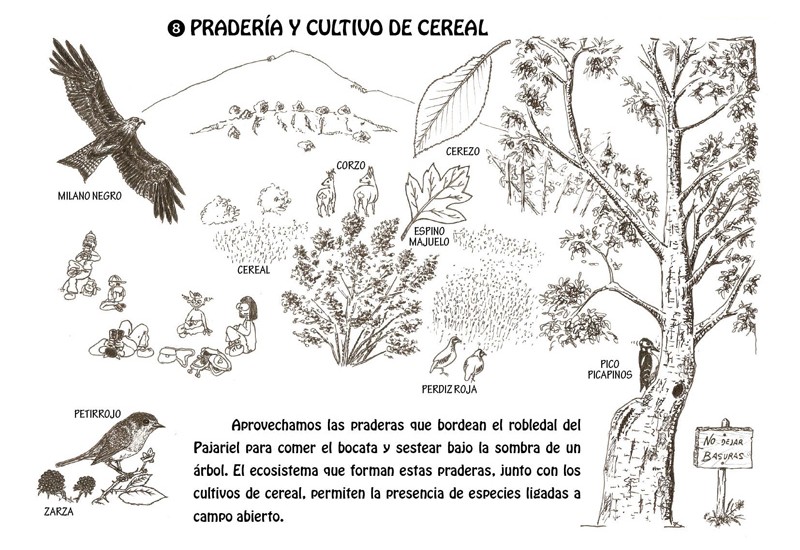 Pradería y cultivo de cereal