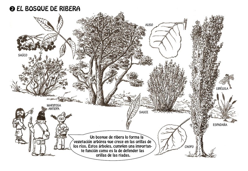 El bosque de ribera